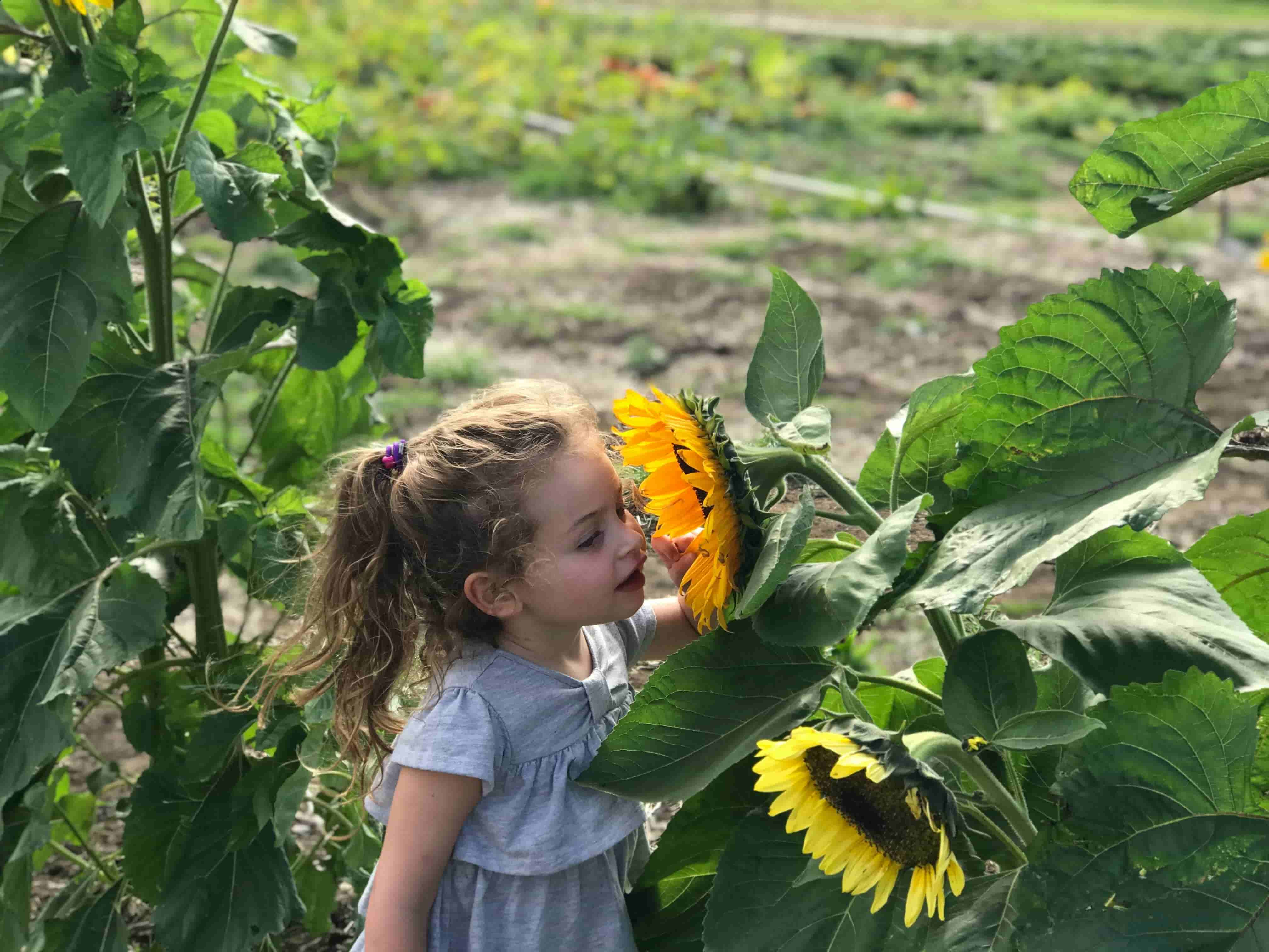 Child looking at a flower
