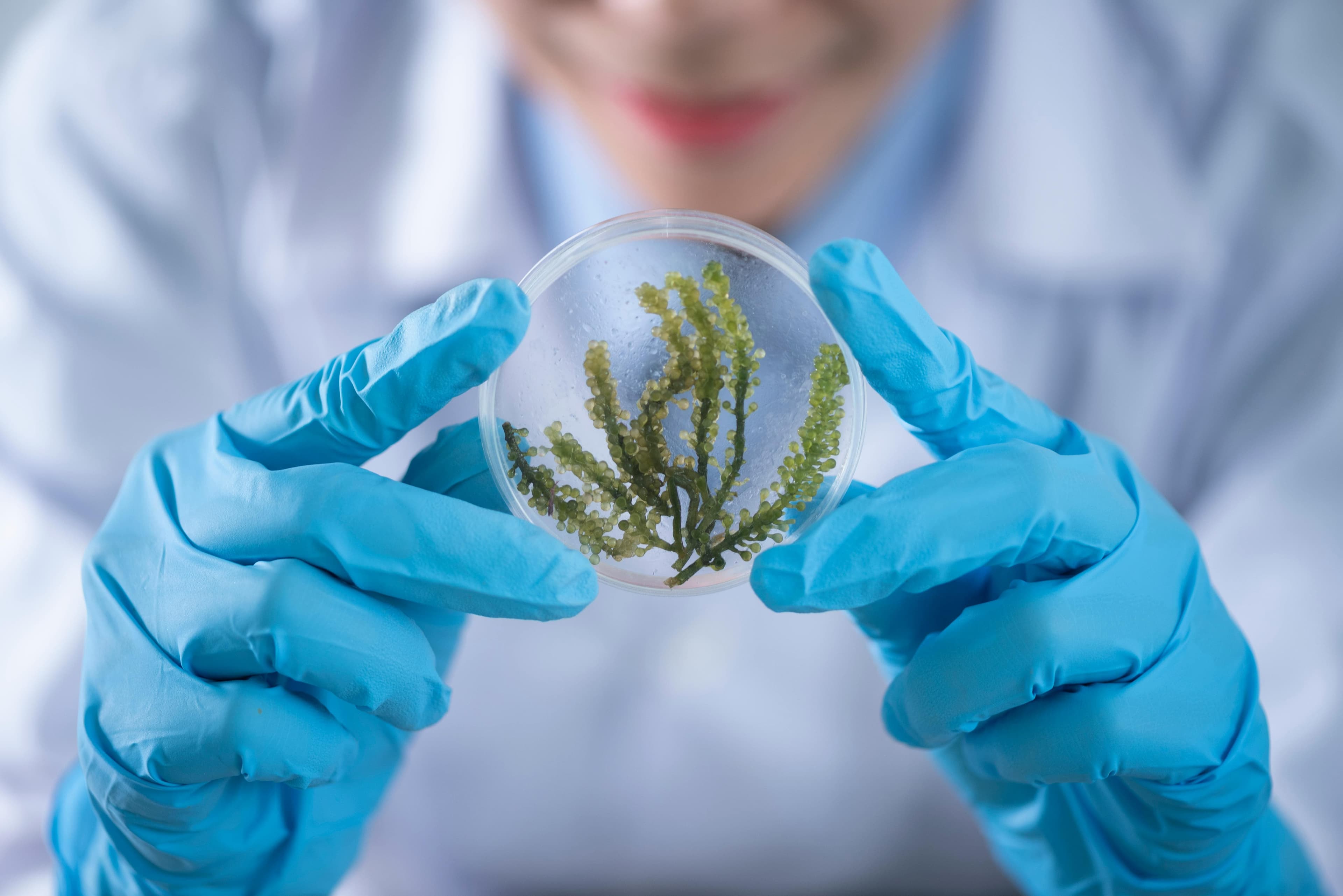 A scientist researching a tiny plant