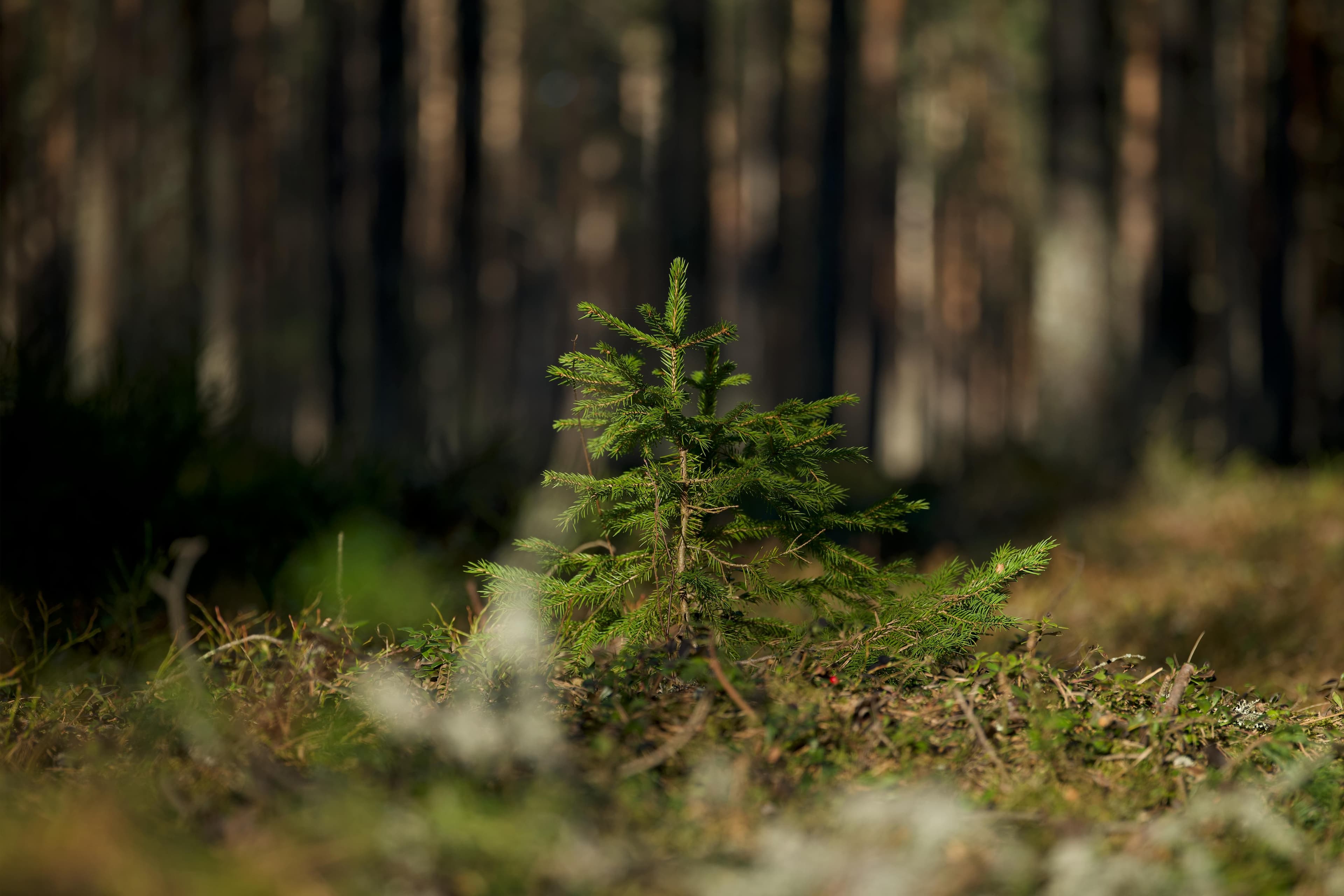 A sapling